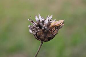 Natur Hintergrund Foto