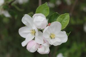 frühe Frühlingsblumen foto