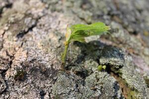 Natur Hintergrund Foto