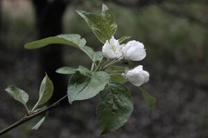 frühe Frühlingsblumen foto