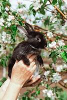 Damen Hände halt ein schwarz und Weiß Hase auf das Hintergrund von ein blühen Apfel Baum foto