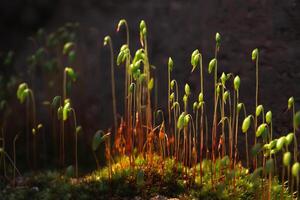 Blühen Grün Moos wachsend im das dunkel ist beleuchtet durch Sonnenlicht. Makro von klein Pflanzen beim das Sporophyt Bühne foto