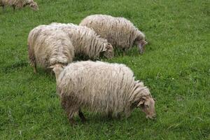 Schaf mit lange Pelz auf ein Grün Feld foto