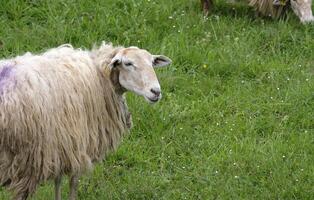 Schaf mit lange Pelz auf ein Grün Feld foto