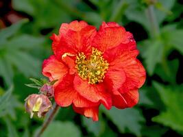 Nahansicht von ein Geum Blume, Vielfalt scharlachrot Sturm foto