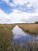 Schilf und Feuchtgebiet Lebensraum beim weit ings, Lincolnshire, England foto