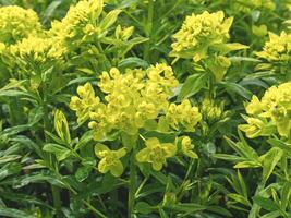 Nahansicht von Gelb Blumen von Euphorbia Palustris Abonnieren Ruhm foto