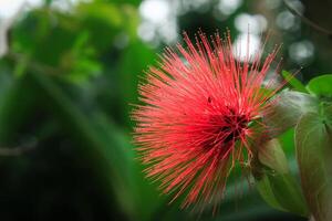 Calliandra haben Latein genannt Calliandra Tergemina. Calliandra Blume von Fabaceae Familie. Calliandra Blume haben viele Farbe. diese Pflanze wachsen im das Garten foto