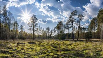 Sonnenuntergang im das Wald. schön Frühling Landschaft im das Wald. foto