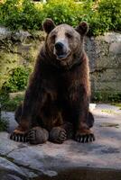 braun Bär sitzt auf ein groß Stein foto