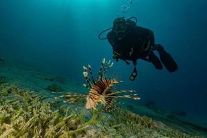 Rotfeuerfisch im Roten Meer bunter Fisch, Eilat Israel foto