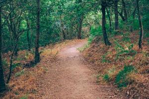 Weg im Wald foto