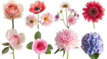ein Vielfalt von Blumen. ein Sammlung von anders Typen von Blumen angezeigt gegen Hintergrund. foto