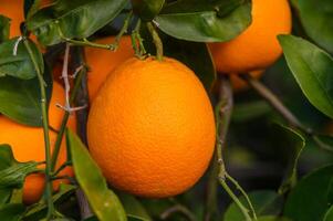 Orange Zitrusfrüchte Plantagen mit Reihen von Orange Bäume, Neu Ernte von Süss saftig Orangen 7 foto