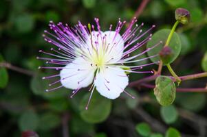 blühen von Kapern Busch, ebenfalls namens Flinder Rose 2 foto