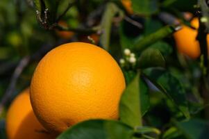 reif Orangen hängend zwischen das Blätter auf das Geäst von das Bäume von ein organisch Zitrusfrüchte Hain, im Winter. traditionell Landwirtschaft. 7 foto