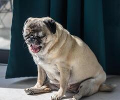 Senior Mops Sitzung auf das Fußboden beim Zuhause 5 foto