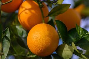 Orange Baum Geäst mit reif saftig Früchte. natürlich Obst Hintergrund im Freien.1 foto