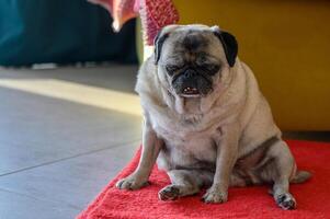 Senior Mops Sitzung auf das Fußboden beim Zuhause 1 foto