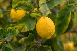 Zitrone. reif Zitronen hängend auf Baum. wachsend Zitrone 7 foto