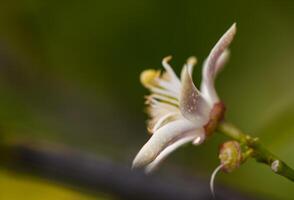 Zitrone Blume auf Geäst im Zitrone Garten 5 foto