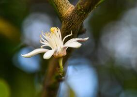 Zitrone Blume auf Geäst im Zitrone Garten 1 foto