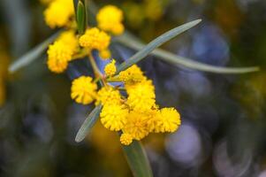 Gelb Mimose Blumen. schließen hoch. Frühling, Damen Tag, Ostern Gruß Karte. Natur Hintergrund 1 foto