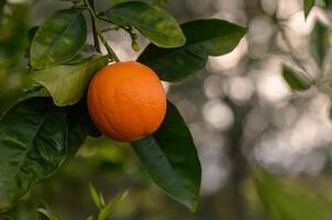 Orangen Ast mit Grün Blätter auf Baum 1 foto