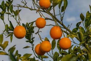 Orange Baum Geäst mit reif saftig Früchte. natürlich Obst Hintergrund draußen 2 foto
