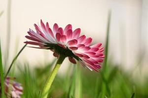 weiß-rosa magarita Blume ist schön und zart auf ein verschwommen Gras Hintergrund 1 foto