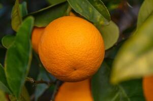 Orange Garten mit Orangen im Frühling. Bäume mit Früchte. 10 foto