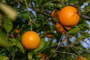 Strauß von reif Orangen hängend auf ein Baum, Zypern, gaziveren 10 foto