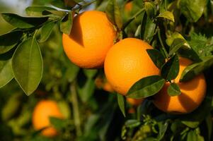 Strauß von reif Orangen hängend auf ein Baum, Zypern, gaziveren 6 foto