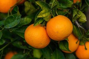 Orange Zitrusfrüchte Plantagen mit Reihen von Orange Bäume, Neu Ernte von Süss saftig Orangen 10 foto