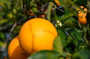 Strauß von reif Orangen hängend auf ein Baum, Zypern, gaziveren 1 foto