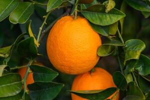 ein Orange Baum im das Orange Obstgarten beim das Finale Ernte von jeder Staffel 3 foto