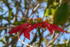 rot tropisch Blumen blühen auf das Straße im Zypern 1 foto
