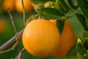 Nahansicht von reif Orangen hängend auf ein Baum im ein Orange Plantage Garten 10- foto