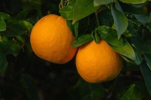 Orangen Bär Obst und blühen auf Bäume im das Garten und im das Sonne Strahlen foto