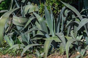 Aloe Busch wachsend auf das Straße im Zypern 1 foto