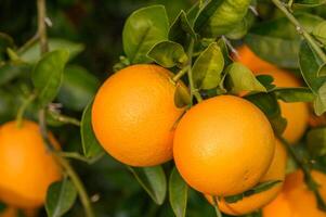 Orange Zitrusfrüchte Plantagen mit Reihen von Orange Bäume, Neu Ernte von Süss saftig Orangen 5 foto