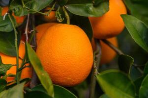 Orange Garten mit Orangen im Frühling. Bäume mit Früchte. 6 foto