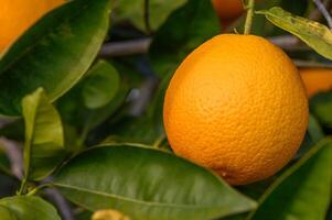 Nahansicht von reif Orangen hängend auf ein Baum im ein Orange Plantage Garten 11 foto