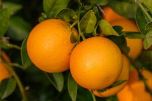 ein Orange Baum im das Orange Obstgarten beim das Finale Ernte von jeder Jahreszeit. 1 foto