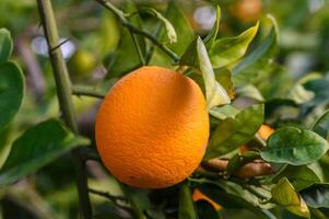 Orange Garten mit Orangen im Frühling. Bäume mit Früchte. 4 foto