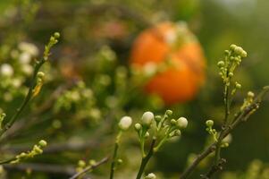 Orange Blume auf ein Ast im das Garten foto