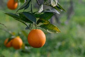 Orange Baum Geäst mit reif saftig Früchte. natürlich Obst Hintergrund draußen 1 foto