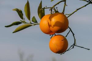 reif Orangen hängend zwischen das Blätter auf das Geäst von das Bäume von ein organisch Zitrusfrüchte Hain, im Winter. traditionell Landwirtschaft. 1 foto