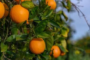 Strauß von reif Orangen hängend auf ein Baum, Zypern, gaziveren 8 foto