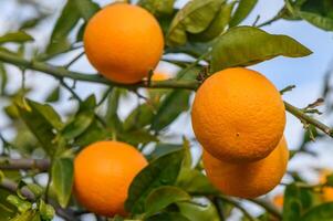 Nahansicht von reif Orangen hängend auf ein Baum im ein Orange Plantage Garten 4 foto